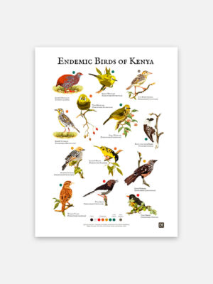 Endemic birds Kenya